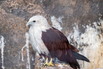 Fototapeta premium The brahminy kite, Haliastur indus, formerly known as the red backed sea eagle, is a medium sized bird of prey in the family Accipitridae