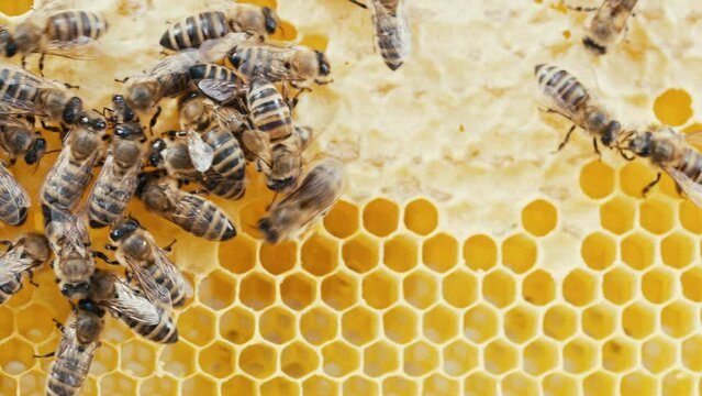 Bees family working on honeycomb in apiary. Life of Carniolan honey bee in hive
