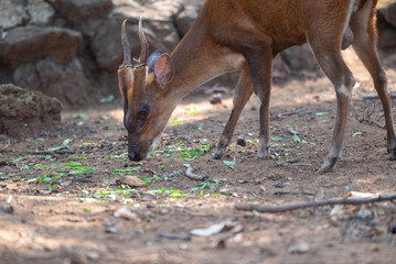 The Indian muntjac, Muntiacus muntjak, also called the southern red muntjac and barking deer, is a deer species native to South and Southeast Asia. 