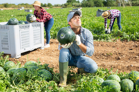 Confident man farm worker engaged in harvesting checking watermelon ripeness, thumping rind with hand