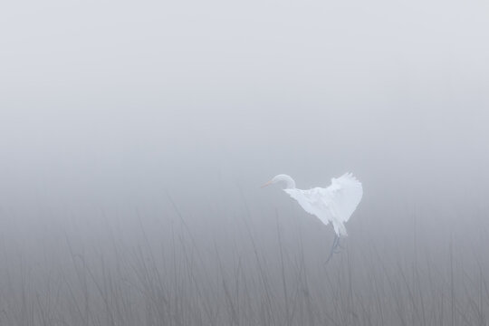 heron