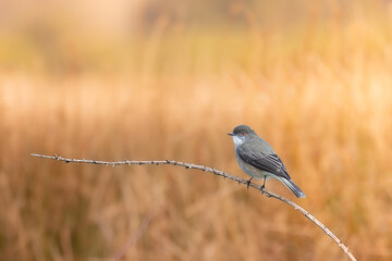 Obraz premium diucon