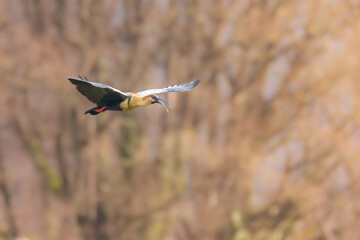 Obraz premium black faced ibis