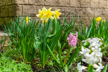 Obraz premium Flowers in the flower bed Narcissus. Greening the urban environment. Background with selective focus and copy space