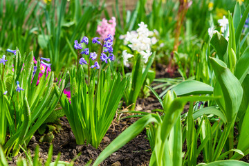 Flowers in the flowerbed Hyacinths. Greening the urban environment. Background with selective focus