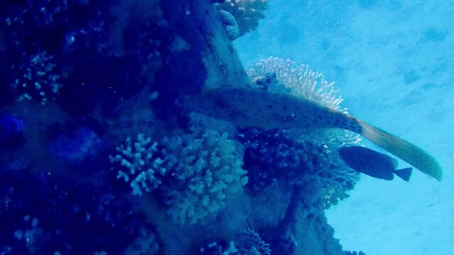 Uw video of scrawled filefish - Aluterus scriptus
