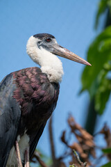 The Asian woolly necked stork or Asian woollyneck, Ciconia episcopus is a species of large wading bird in the stork family Ciconiidae