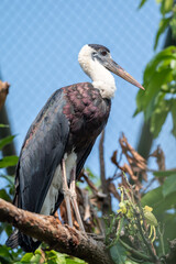 The Asian woolly necked stork or Asian woollyneck, Ciconia episcopus is a species of large wading bird in the stork family Ciconiidae