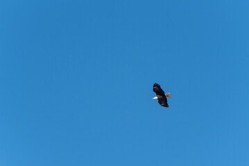 A  Bald Eagle Flying In A Grey December Sky In Wisconsin