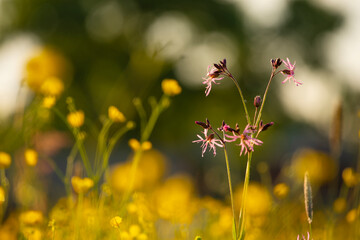 bright field yellow flowers and  different wild flowers in the meadow

