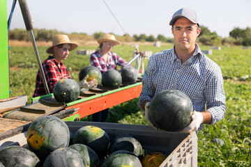Caucasian woman farmer sorting and stacking harvested ripe watermelons on field.