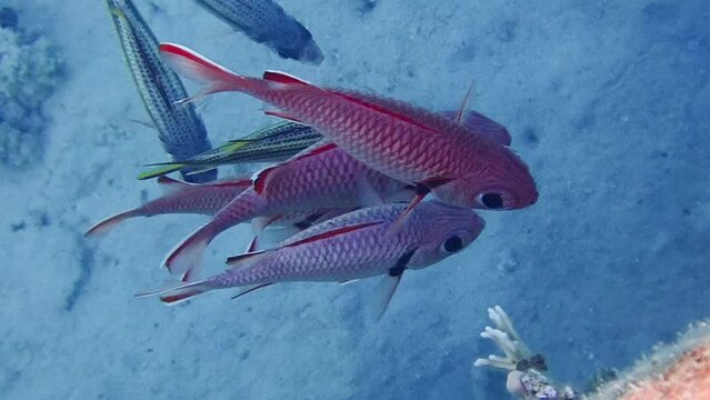 Underwater sea video of crowned red squirrelfish - (Sargocentron diadema)