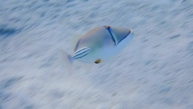 Assasi picasso triggerfish - Rhinecanthus assasi