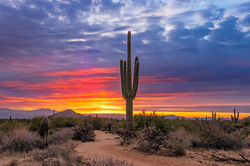 Saguaro Cactus Along Hiking Trail At Sunrise In Arizona