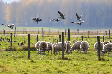Sheeps eating in a fenced pasture and large flock of barnacle goose flying and on the ground behind a fence with Autumn foliage on the background October afternoon in Helsinki, Finland.