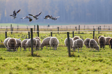 Sheeps eating in a fenced pasture and large flock of barnacle goose flying and on the ground behind...