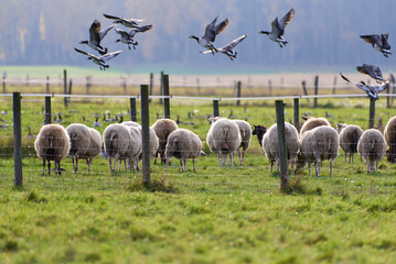 Sheeps eating in a fenced pasture and large flock of barnacle goose flying and on the ground behind a fence with Autumn foliage on the background October afternoon in Helsinki, Finland.