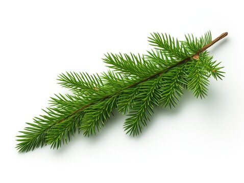 Fresh pine branch showcasing its dense green foliage, perfect for Christmas-related content and backgrounds.