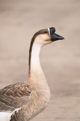 Headshot of swan goose.Selective focus on swan goose.