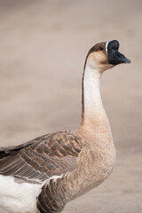 Headshot of swan goose.Selective focus on swan goose.
