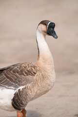 Headshot of swan goose.Selective focus on swan goose.