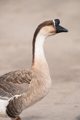 Headshot of swan goose.Selective focus on swan goose.