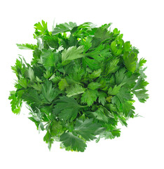 A bunch of green fresh fragrant parsley , adding to food for taste and smell. Green parsley or cilantro. Isolated.