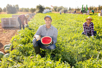 Naklejka na ściany i meble Satisfied male farmer demonstrating half of a ripe red watermelon in the field