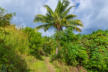 Fototapeta na wymiar tropical rainforest in Suva