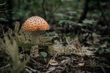 fly agaric