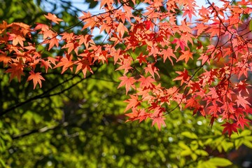 グリーンバックに見るちょうど見頃のモミジの紅葉