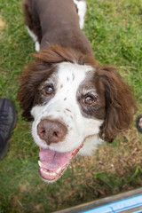 Senior springer spaniel close up portrait