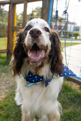 Springer spaniel portrait
