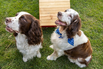 Springer spaniel portrait