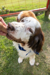 Springer spaniel eating treat