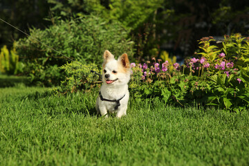 Cute Chihuahua with leash on green grass outdoors. Dog walking