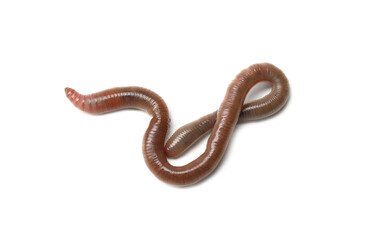 One earthworm isolated on white. Terrestrial invertebrates