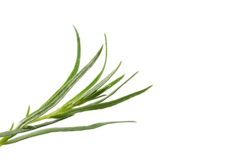 One sprig of fresh tarragon on white background