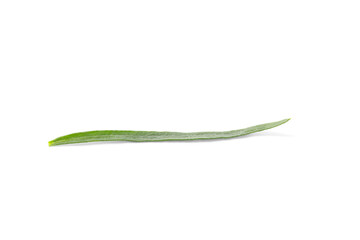 One leaf of fresh tarragon on white background