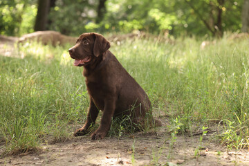 Adorable Labrador Retriever puppy sitting in park outdoors