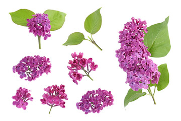 Fragrant lilac flowers and green leaves isolated on white, set