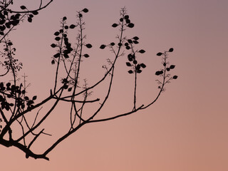tree branch at sunset