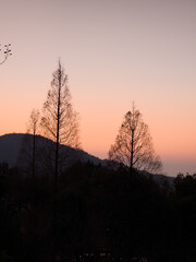 leafless trees at sunset