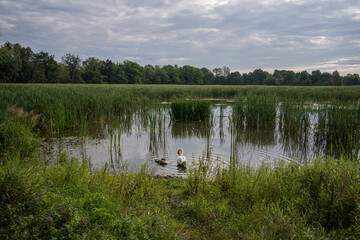 A gray chick and a white swan on the surface of a pond.