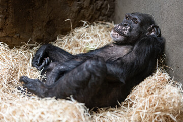 A resting chimpanzee kept in captivity.