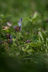Blue butterfly on a flower in the grass.