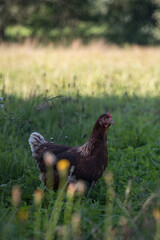 Brown hen outside in the meadow.