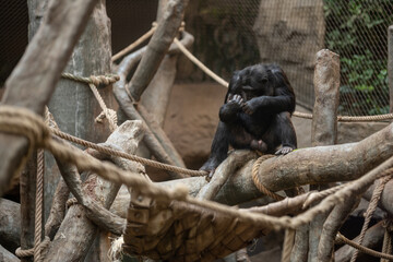 Chimpanzee kept in captivity on branches.