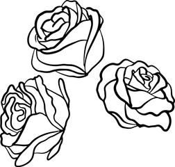 Line art flowers peony roses.