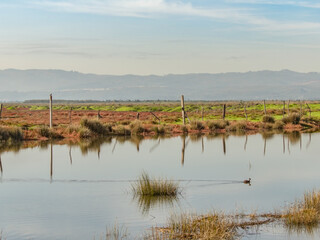 wetland little river and soil with grass and silvester bushes morning light and a solitaire chilean...